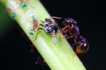 Aphids in the wild, North China