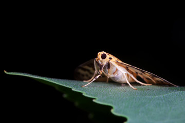 Lepidoptera insects in the wild, North China