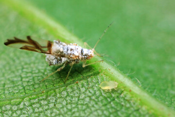 Aphids in the wild, North China