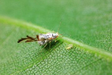 Aphids in the wild, North China