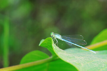 damselfly, a dragonfly insect, North China