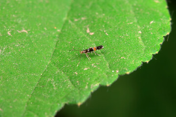 Fototapeta premium Lepidoptera insects in the wild, North China