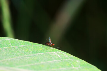 Flies on wild plants, North China