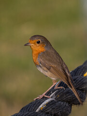 Rotkehlchen auf Zaun 