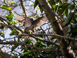 Haussperling ( Spatz ) bei der Paarung