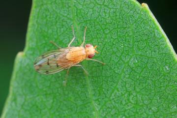 Flies on wild plants, North China