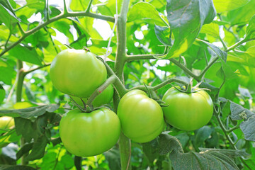 Immature tomatoes are on the farm, North China