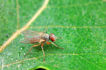 Flies on wild plants, North China