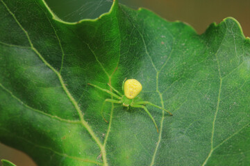 Spiders in the wild, North China