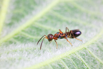 Bee insects in the wild, North China