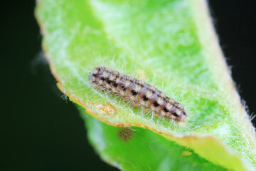 Lepidoptera larvae in the wild, North China