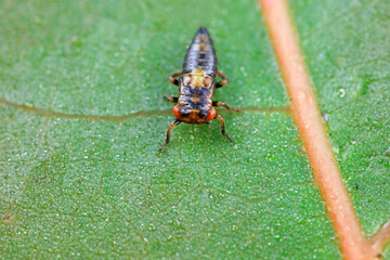 Leaf cicada on wild plants, North China