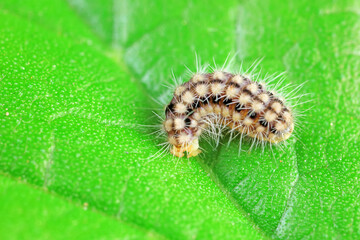 Lepidoptera larvae in the wild, North China