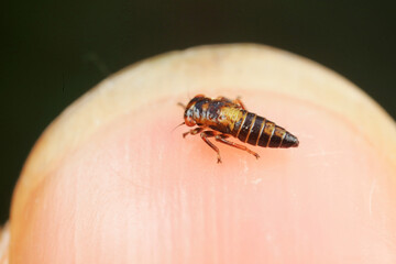 Leaf cicada on wild plants, North China