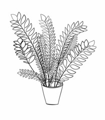 Tropical plant with leaves Zamioculcas on white background, Hand Drawn zamioculcas zamiifolia, houseplant doodle style.