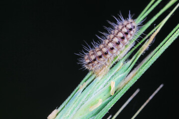 Lepidoptera larvae in the wild, North China