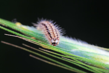 Lepidoptera larvae in the wild, North China