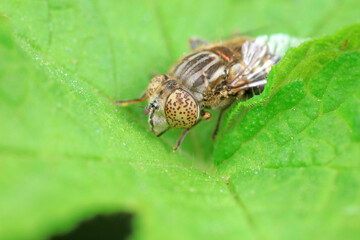 Aphid eating flies in the wild, North China