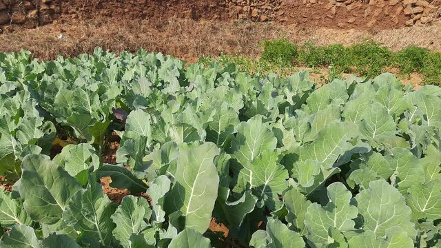 Cauliflower is one of several vegetables in the species in the genus Brassica, which is in the Brassicaceae family. Its other names Brassica oleracea, includes broccoli, Brussels sprouts,cabbage, cole