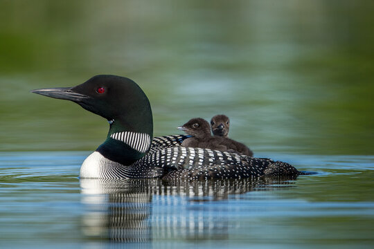 Common Loon adult with young taken in central MN