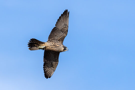 Peregrine Falcon juvenile in flight taken in central MN