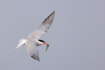 Common Tern adult in flight with fish taken in northern MN