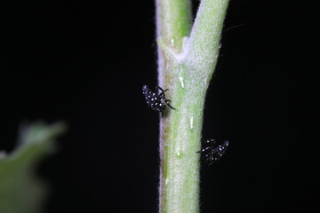 Hemiptera wax Cicadellidae insects on wild plants, North China