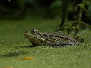 Frosch im Wasser