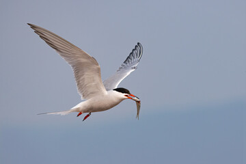 Common Tern adult taken in northern MN