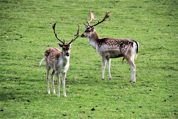 Naklejka na ściany i meble A view of a Pair of Fallow Deer