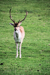 A view of a Fallow Deer Stag