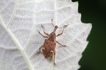 Weevil on wild plants, North China