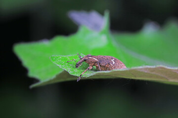 Weevil on wild plants, North China