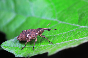 Weevil on wild plants, North China