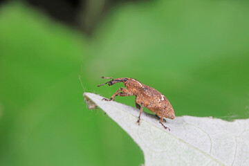 Weevil on wild plants, North China