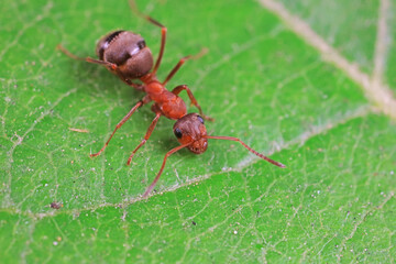 Ants in the wild, North China