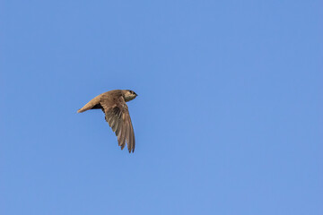 Obraz premium Chimney Swift adult in flgiht taken in southern MN
