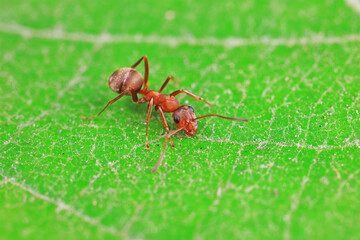 Ants in the wild, North China