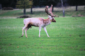 A view of a Fallow Deer Stag