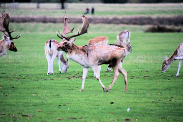 A view of a Fallow Deer Stag