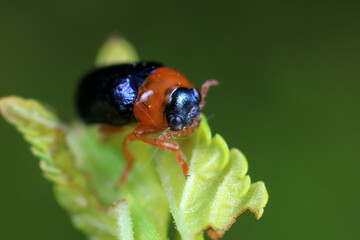 Leaf beetle on wild plants, North China