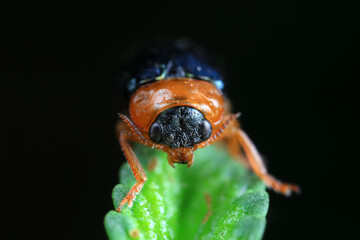 Leaf beetle on wild plants, North China