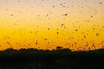 Purple Martin roost at sunset taken in central MN