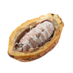 Fresh cocoa fruits isolated on white background