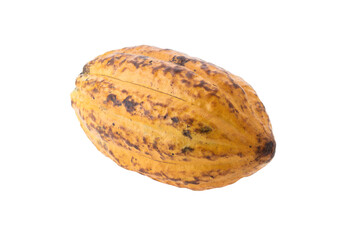 Fresh cocoa fruits isolated on white background