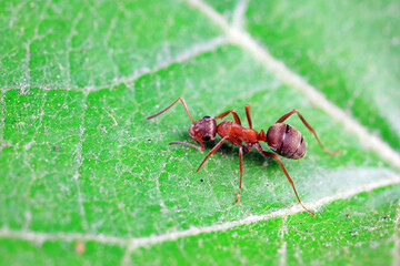 Ants in the wild, North China