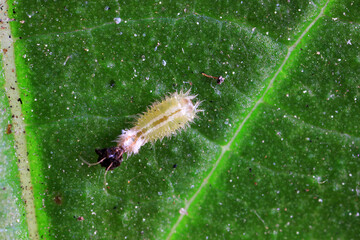Hispidae family insect crawl on plants, North China