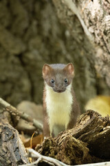 Long-tailed Weasel taken in Central MN