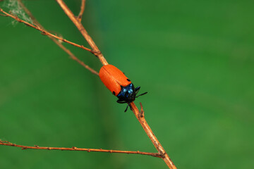 Leaf beetle on wild plants, North China