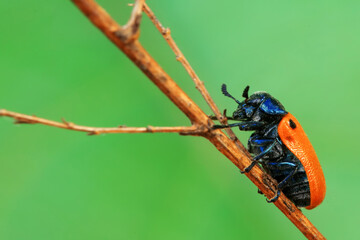 Leaf beetle on wild plants, North China